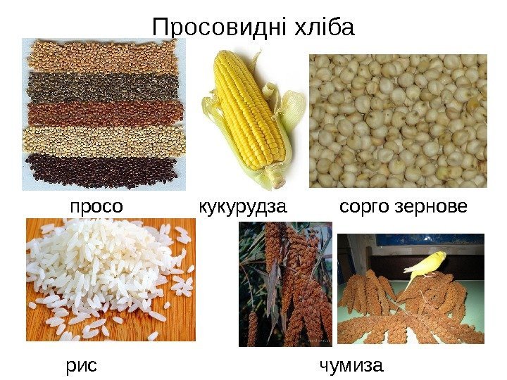 Просовидні хліба просо кукурудза  сорго зернове рис чумиза 