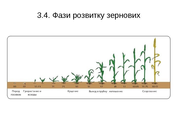 3. 4. Фази розвитку зернових 