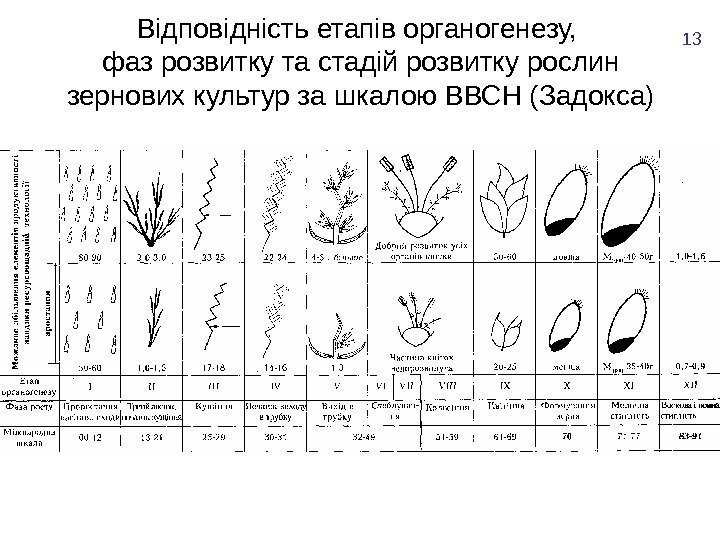 Відповідність етапів органогенезу,  фаз розвитку та стадій розвитку рослин зернових культур за шкалою