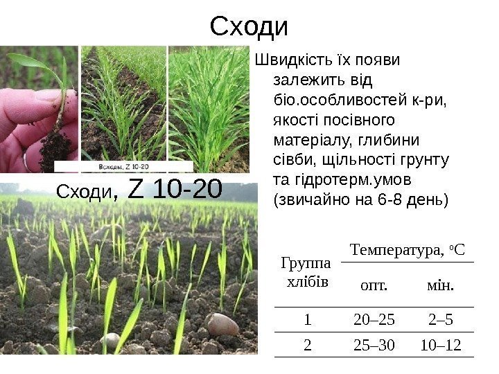 Сходи Швидкість їх появи залежить від біо. особливостей к-ри,  якості посівного матеріалу, глибини