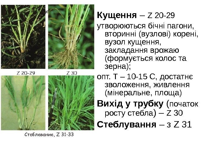 Кущення – Z 20 -29 утворюються бічні пагони,  вторинні (вузлові) корені,  вузол