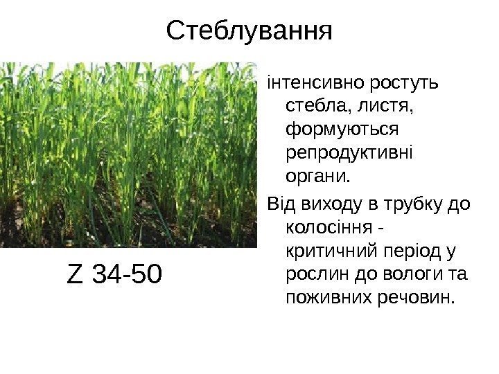 Стеблування інтенсивно ростуть стебла, листя,  формуються репродуктивні органи.  Від виходу в трубку