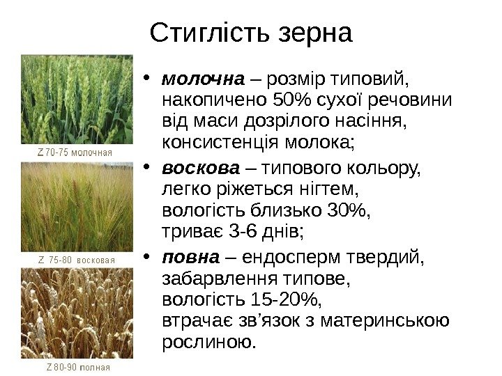 Стиглість зерна • молочна – розмір типовий,  накопичено 50 сухої речовини від маси