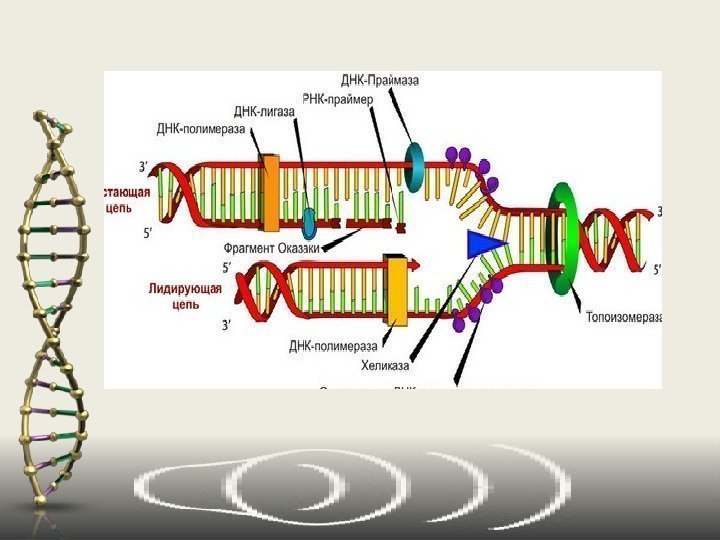 Праймер биология. ДНК полимераза и ДНК праймаза. Репликация ДНК лигаза. Праймер ДНК. РНК праймер в репликации.