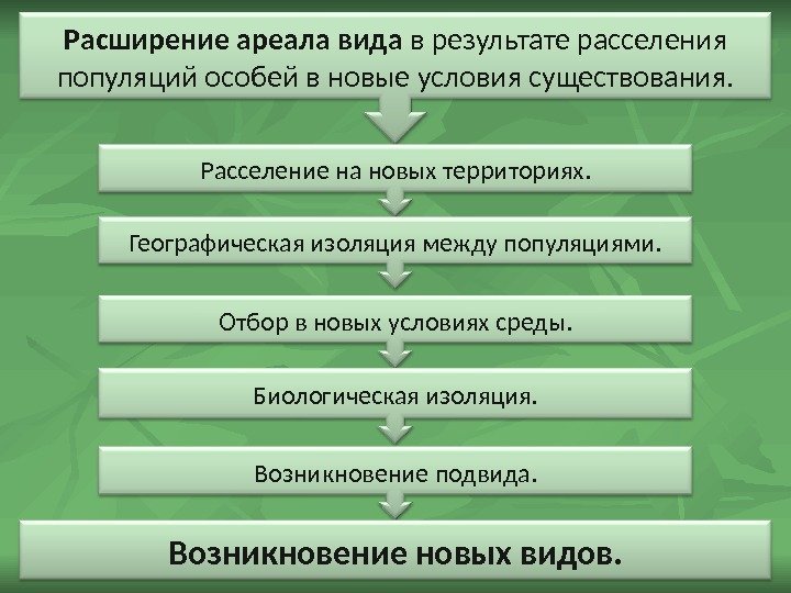 Географическое видообразование возникает в результате