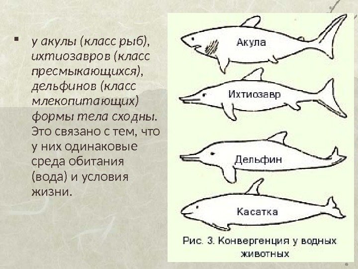  у акулы (класс рыб),  ихтиозавров (класс пресмыкающихся),  дельфинов (класс млекопитающих) формы
