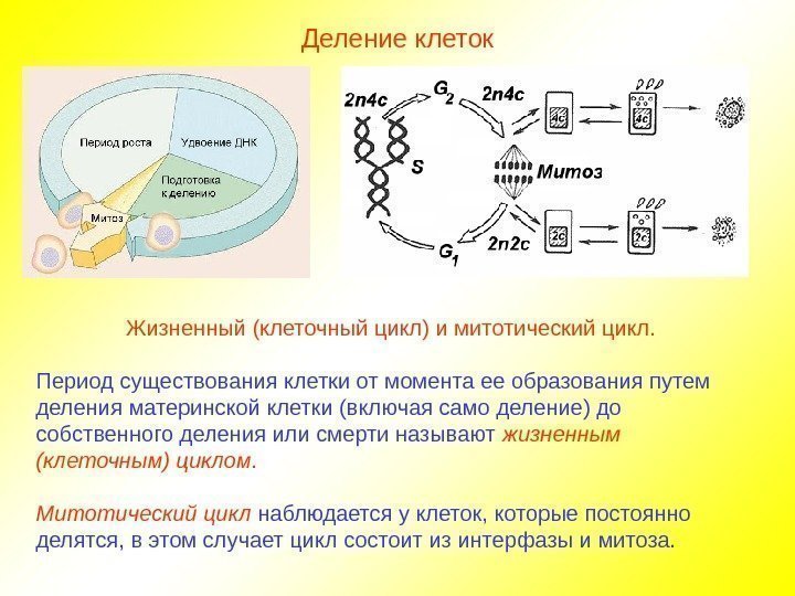 Деление клеток Жизненный (клеточный цикл) и митотический цикл. Период существования клетки от момента ее