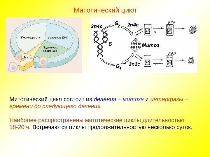 Митотический цикл состоит из деления – митоза и интерфазы – времени до следующего деления.