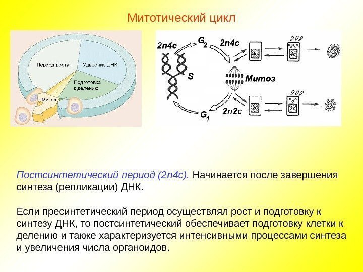 Митотический цикл Постсинтетический период (2 n 4 c).  Начинается после завершения синтеза (репликации)