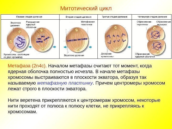 Митотический цикл Метафаза (2 n 4 c ).  Началом метафазы считают тот момент,