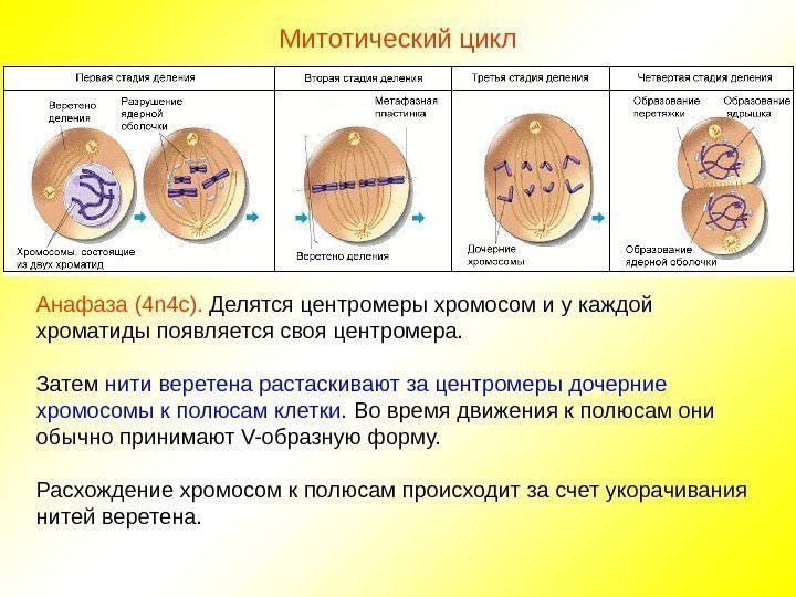Митотический цикл Анафаза (4 n 4 c ).  Делятся центромеры хромосом и у