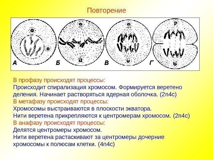 Повторение В профазу происходят процессы: Происходит спирализация хромосом.  Формируется веретено деления.  Начинает