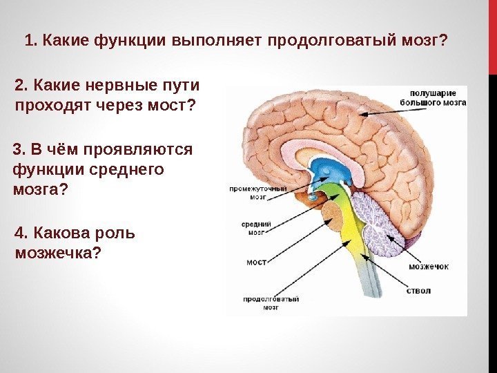 1. Какие функции выполняет продолговатый мозг? 2. Какие нервные пути проходят через мост? 3.