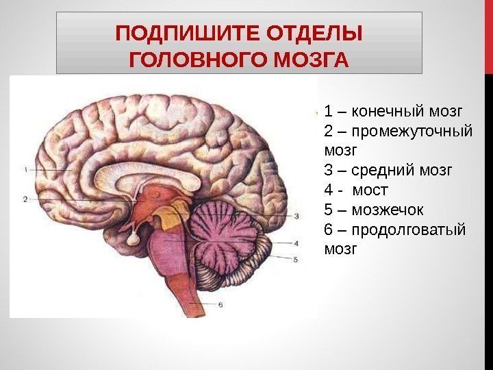 ПОДПИШИТЕ ОТДЕЛЫ ГОЛОВНОГО МОЗГА 1 – конечный мозг 2 – промежуточный мозг 3 –