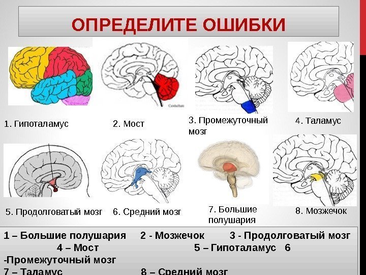 ОПРЕДЕЛИТЕ ОШИБКИ 1. Гипоталамус 2. Мост 3. Промежуточный  мозг 5. Продолговатый мозг 6.