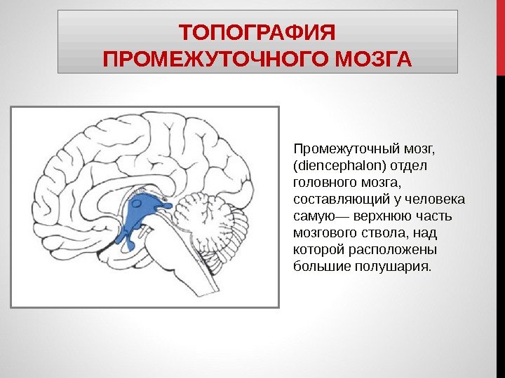 ТОПОГРАФИЯ ПРОМЕЖУТОЧНОГО МОЗГА Промежуточный мозг,  ( diencephalon ) отдел головного мозга,  составляющий