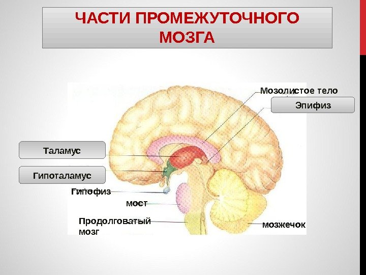 ЧАСТИ ПРОМЕЖУТОЧНОГО МОЗГА Эпифиз Гипоталамус Таламус Гипофиз мост мозжечок. Продолговатый мозг Мозолистое тело 