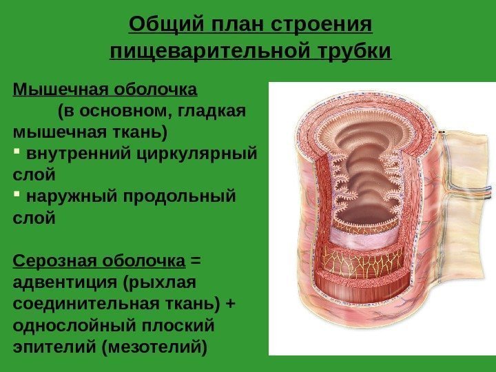Мышечная оболочка     (в основном, гладкая мышечная ткань)  внутренний циркулярный