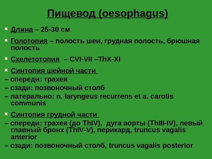 Пищевод ( oesophagus) Длина – 25 -30 см Голотопия – полость шеи, грудная полость,