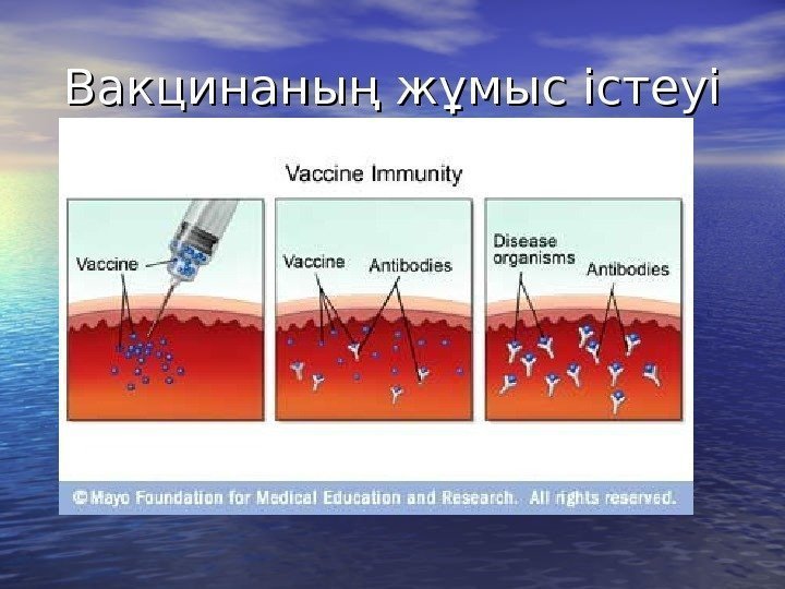 Вакцинаның жұмыс істеуі 