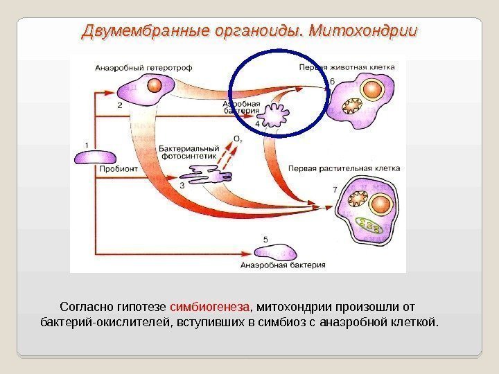 Согласно гипотезе симбиогенеза , митохондрии произошли от бактерий-окислителей, вступивших в симбиоз с анаэробной клеткой.
