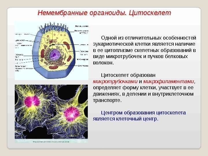 Одной из отличительных особенностей эукариотической клетки является наличие в ее цитоплазме скелетных образований в