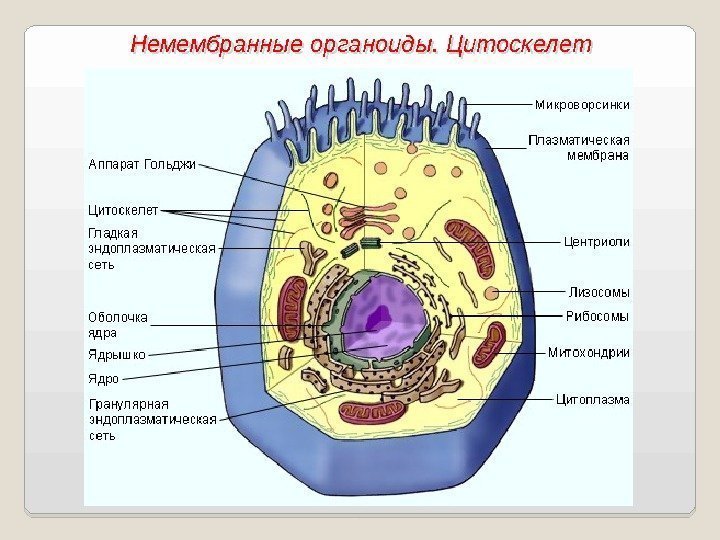 Немембранные органоиды. Цитоскелет 01 
