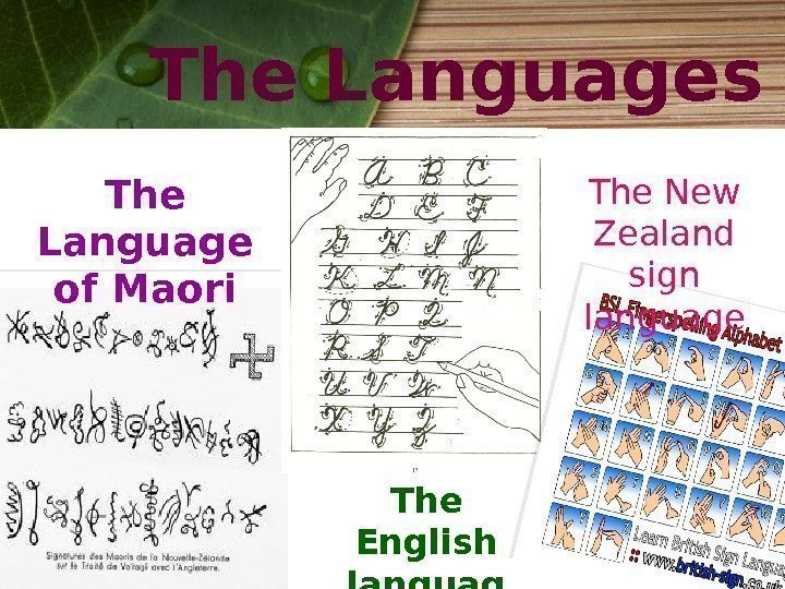 The Languages The Language of Maori The English languag e The New Zealand sign