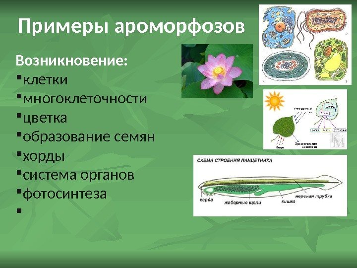Примеры ароморфозов Возникновение:  клетки многоклеточности цветка образование семян хорды система органов фотосинтеза 