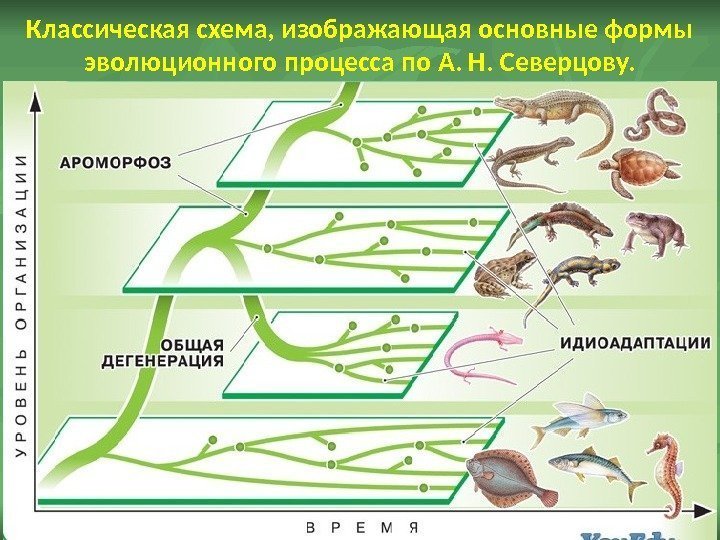 Классическая схема, изображающая основные формы эволюционного процесса по А. Н. Северцову. 