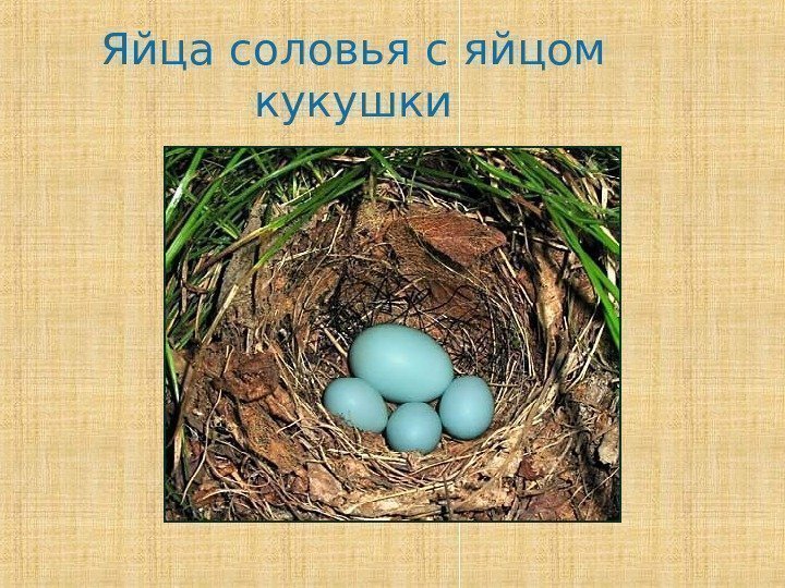 Яйца соловья с яйцом кукушки 
