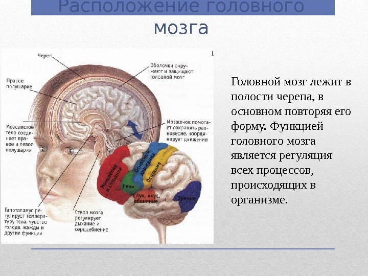 Расположение головного мозга Головной мозг лежит в полости черепа, в основном повторяя его форму.