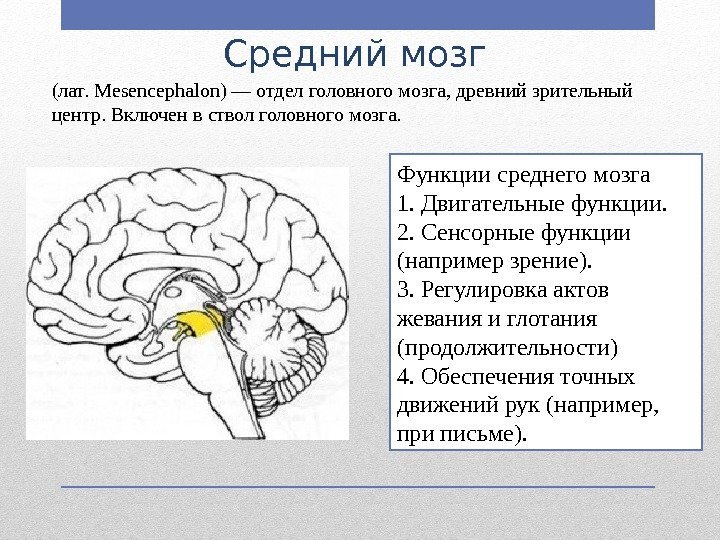 Средний мозг Функции среднего мозга 1. Двигательные функции. 2. Сенсорные функции (например зрение). 3.