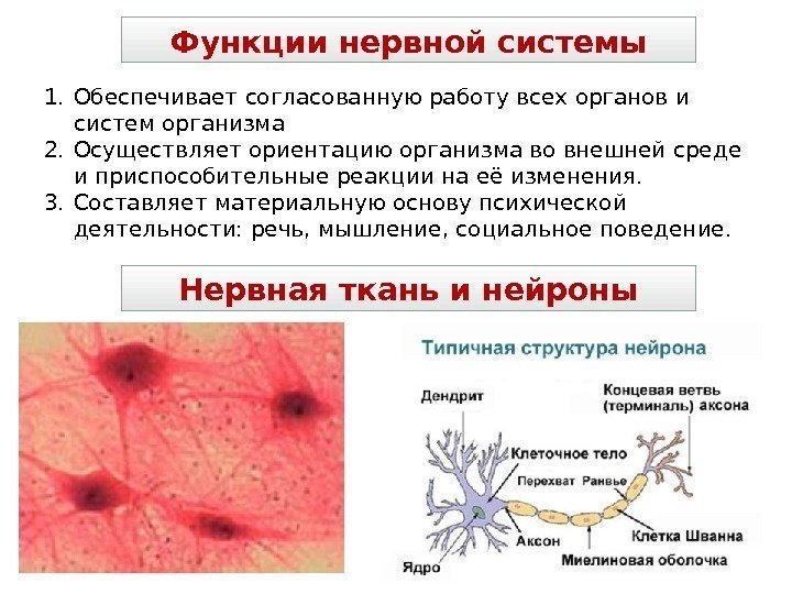 Функции нервной системы Нервная ткань и нейроны1. Обеспечивает согласованную работу всех органов и систем