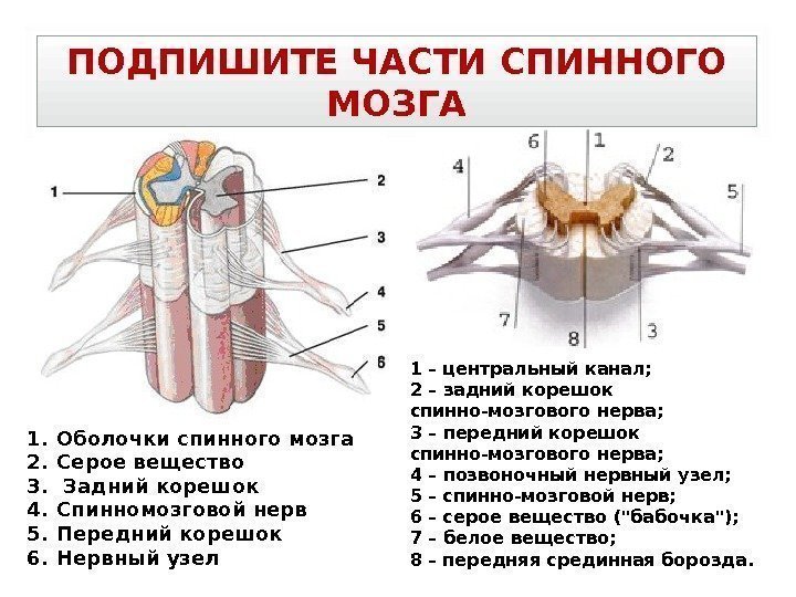 ПОДПИШИТЕ ЧАСТИ СПИННОГО МОЗГА 1. Оболочки спинного мозга 2. Серое вещество 3.  Задний