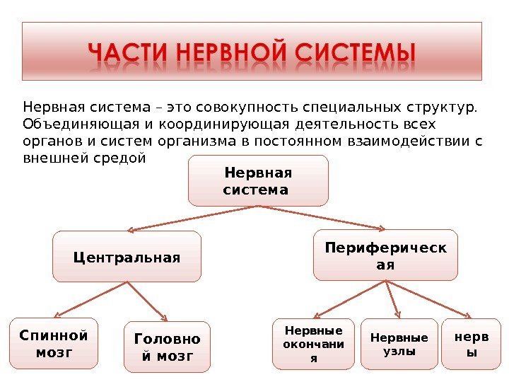 Нервная система Центральная Периферическ ая Спинной мозг Головно й мозг Нервные окончани я Нервные