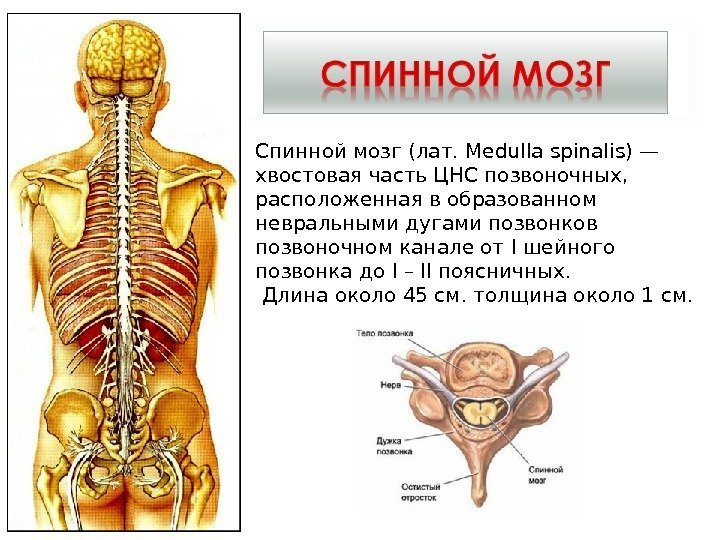 Спинной мозг (лат. Medulla spinalis) — хвостовая часть ЦНС позвоночных,  расположенная в образованном