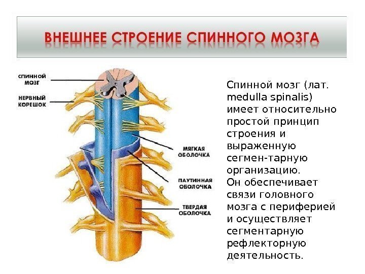 Спинной мозг (лат.  medulla spinalis) имеет относительно простой принцип строения и выраженную сегмен-тарную