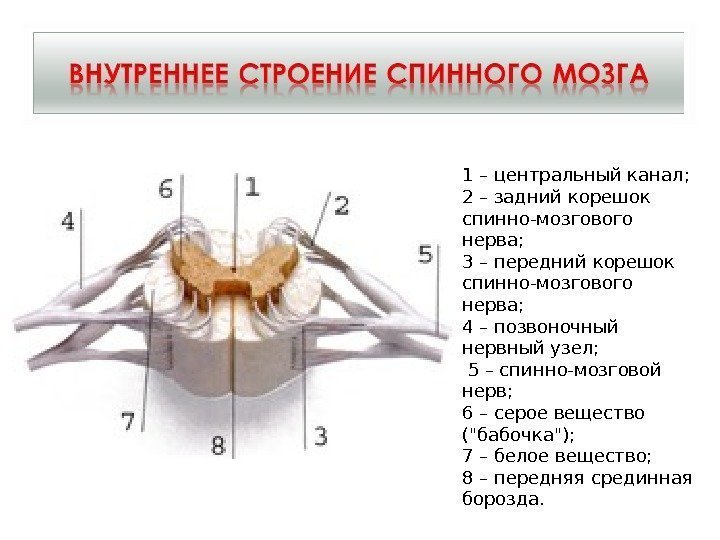 1 – центральный канал;  2 – задний корешок спинно-мозгового нерва;  3 –