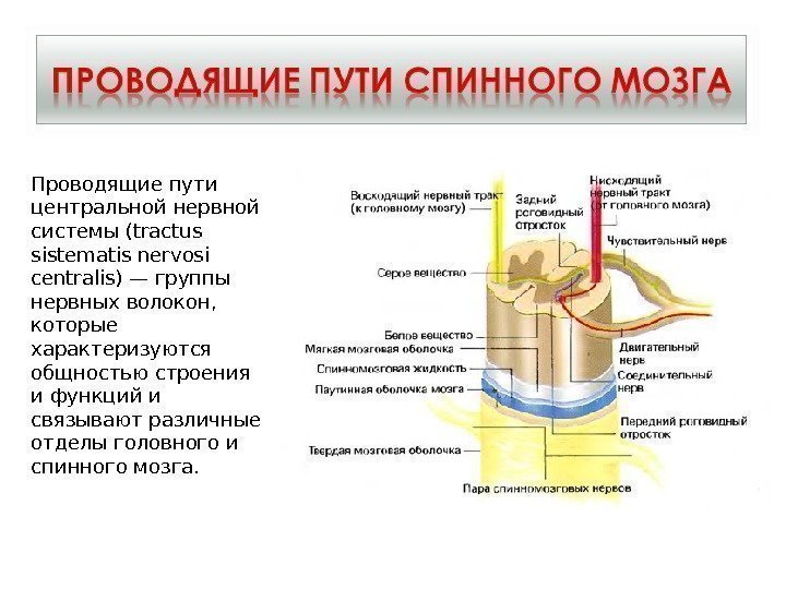 Проводящие пути центральной нервной системы (tractus sistematis nervosi centralis) — группы нервных волокон, 
