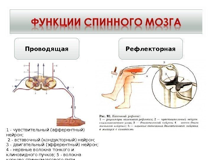 Проводящая Рефлекторная 1 - чувствительный (афферентный) нейрон;  2 - вставочный (кондукторный) нейрон; 