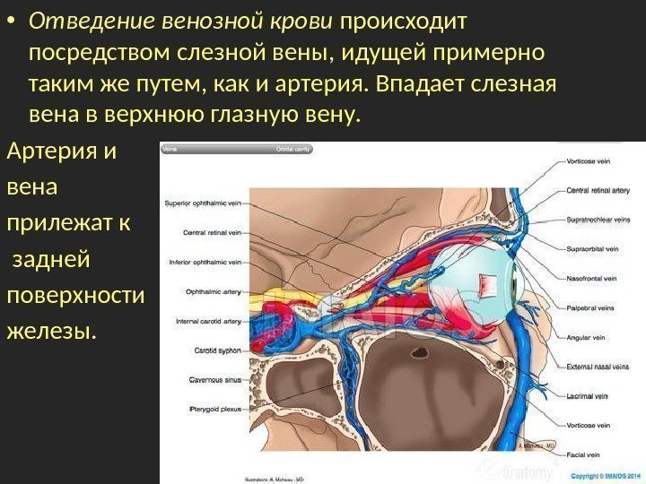  • Отведение венозной крови происходит посредством слезной вены ,  идущей примерно таким