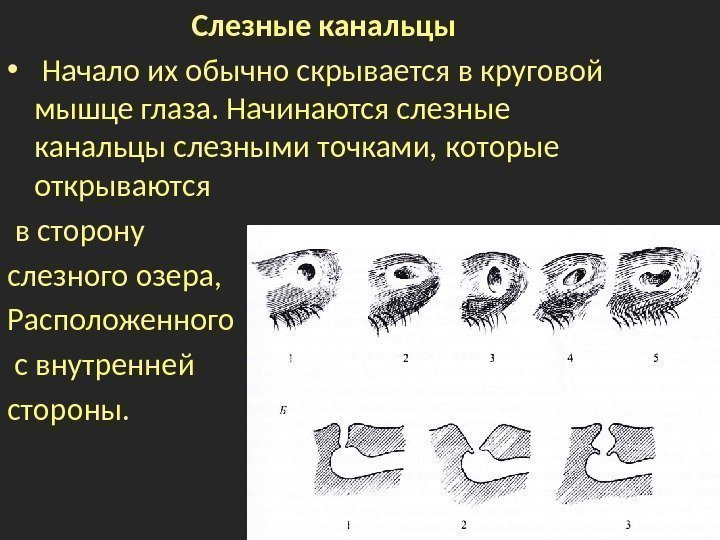 Слезные канальцы •  Начало их обычно скрывается в круговой мышце глаза. Начинаются слезные