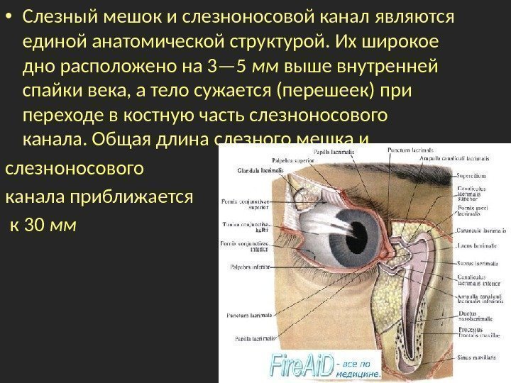 Носослезный канал открывается. Анатомия глаза слезный мешок. Носослезный мешок воспаление. Слезный проток анатомия. Слезная железа и носослезный канал.