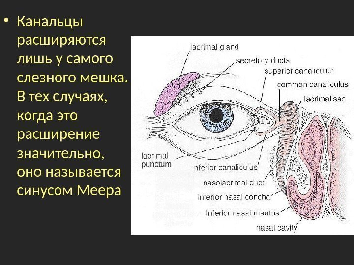  • Канальцы расширяются лишь у самого слезного мешка.  В тех случаях, 