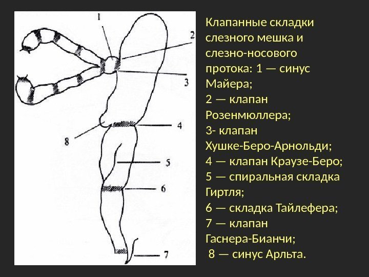 Клапанные складки слезного мешка и слезно-носового протока: 1 — синус Майера;  2 —