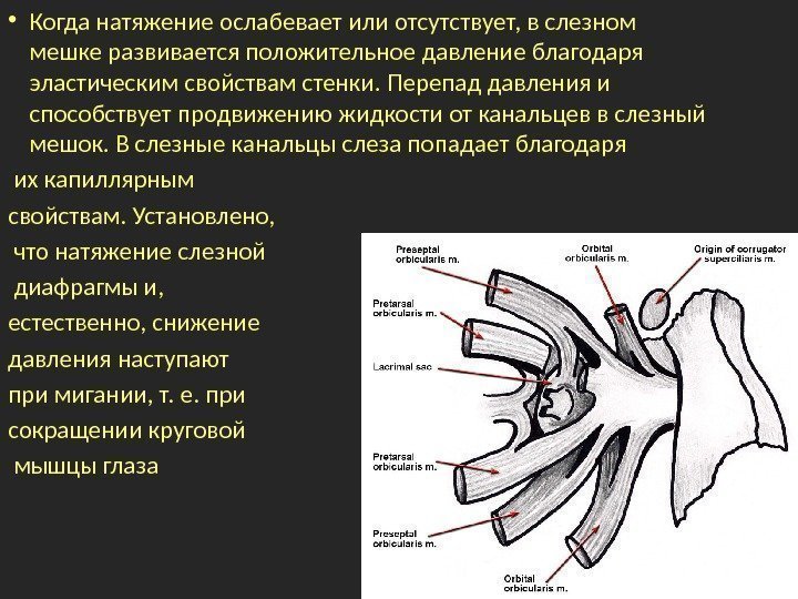  • Когда натяжение ослабевает или отсутствует, в слезном мешке развивается положительное давление благодаря