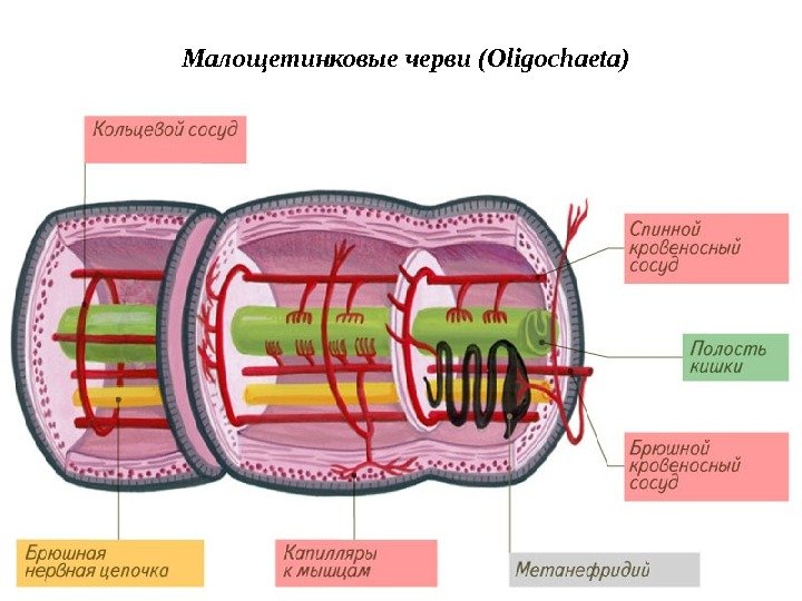 Малощетинковые черви (Oligochaeta) 
