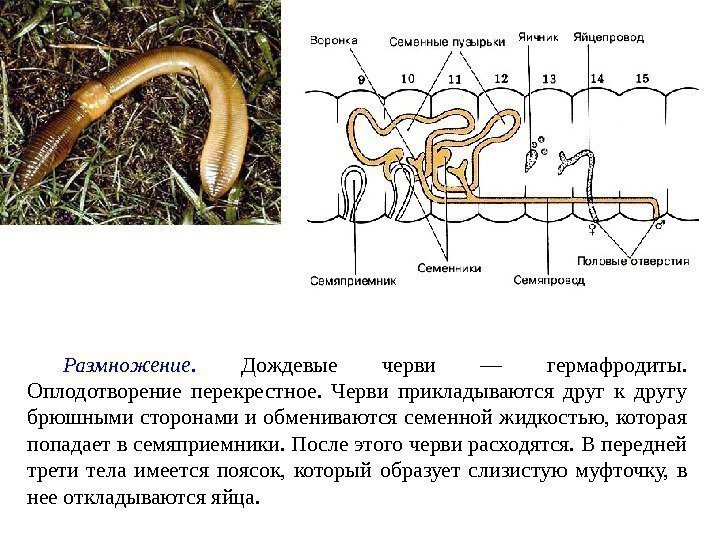 Размножение.  Дождевые черви — гермафродиты.  Оплодотворение перекрестное.  Черви прикладываются друг к