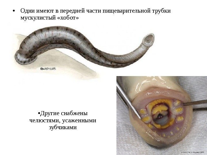  • Одни имеют в передней части пищеварительной трубки мускулистый «хобот»  • Другие